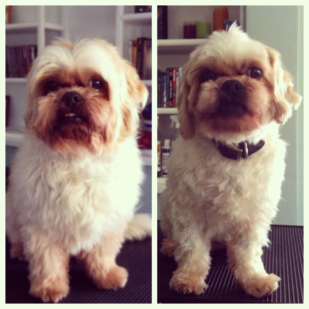 Week in Review Entering the Blogging Community Helping Pets Behave