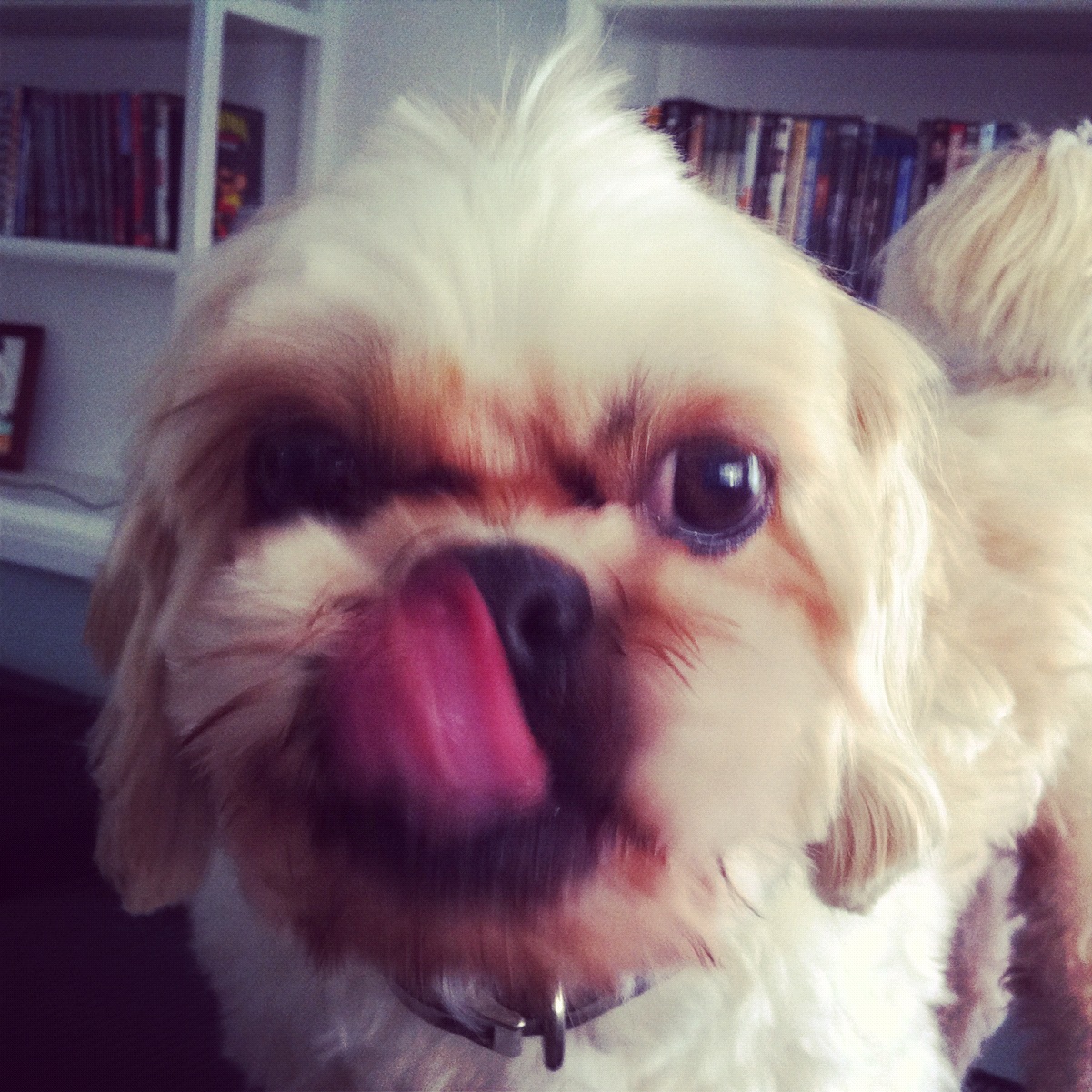 Week in Review Entering the Blogging Community Helping Pets Behave